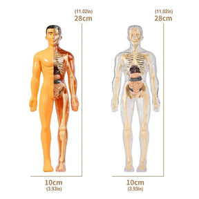 Modelo de órgão de esqueleto humano das crianças brinquedos educação científica montagem cognitiva estrutura de esqueleto quebra-cabeça montagem brinquedos para crianças